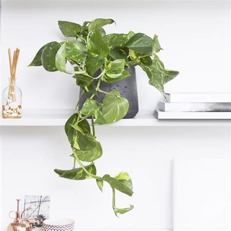 Of The Best Indoor Climbing Plants And Vines