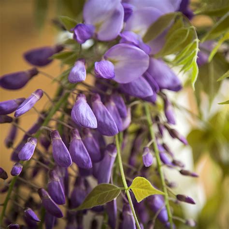 Wisteria Brachybotrys Yokohama Fuji Glycine Du Japon Ou Gracieuse à