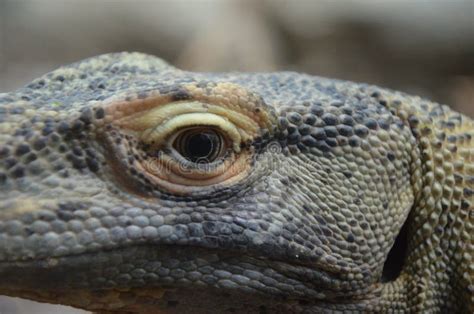 Drag N De Komodo El Lagarto M S Grande Del Mundo Foto De Archivo