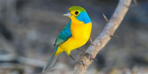 10 Most Vibrant Blue And Yellow Birds Pictures Guide Birdwatching