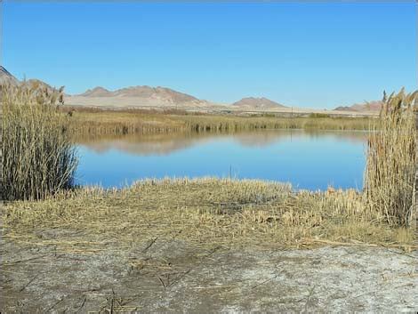 Birding Urban Las Vegas Duck Creek