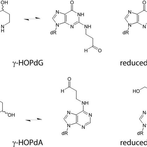 Structures Of The Acrolein Derived Deoxyguanosine And Deoxyadenosine