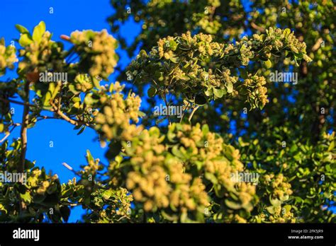 Black Olive Tree Flowers And Leaves In Spring Photo By Luis Gutierrez