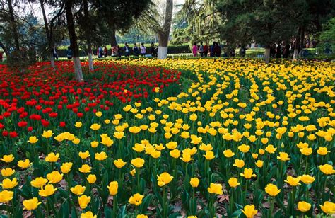 西安兴庆公园郁金香花海兴庆公园郁金香花海新浪新闻