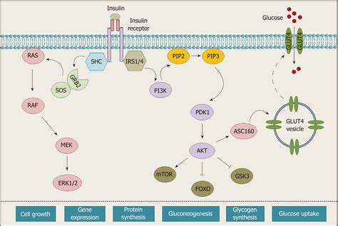 Insulin Receptors In The Kidneys In Health And Disease