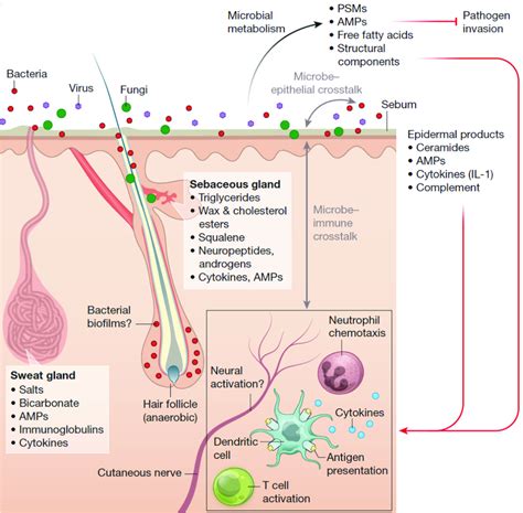 Communication entre le microbiote de la peau et l hôte Chen et al