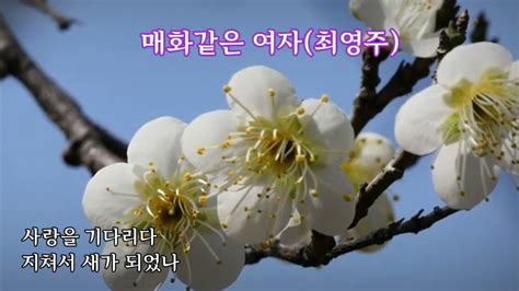 매화같은 여자최영주 가사자막 Youtube