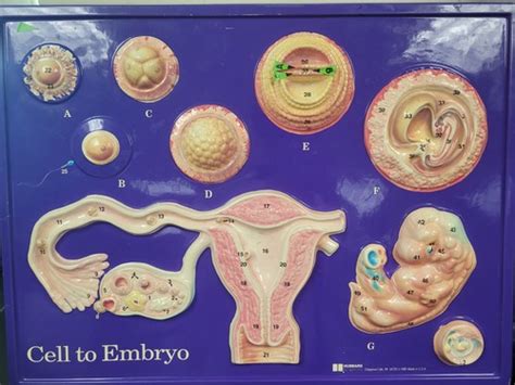 Cell Embryo chart Flashcards | Quizlet