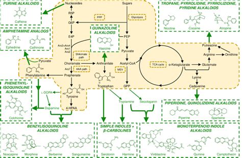 Interfacing Plant Alkaloid Secondary Metabolic Pathways With Microbial