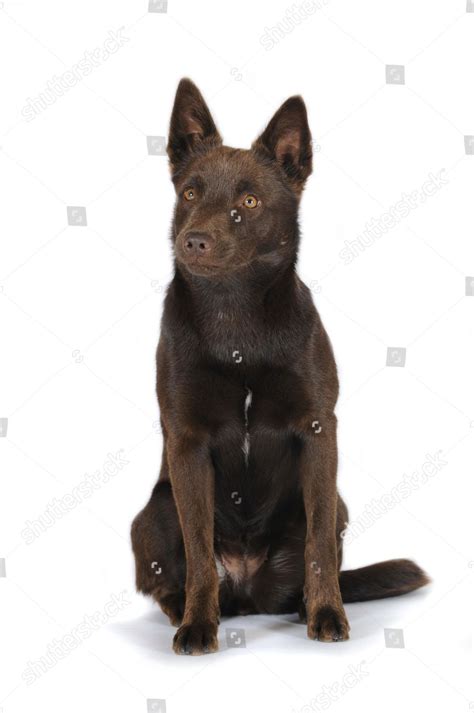 Australian Kelpie Chocolate Colour Sitting Down Editorial Stock Photo ...