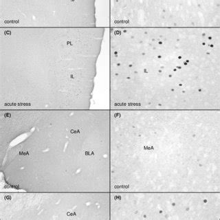 Photomicrographs Of C Fos Immunoreactivity In The MPFC A D And The