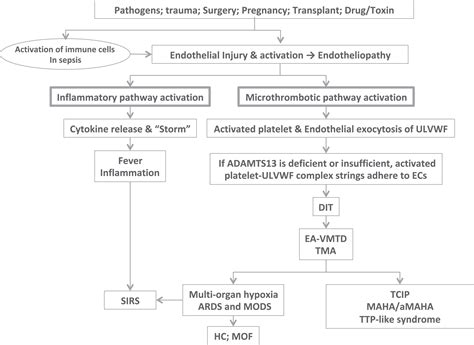 Acute Respiratory Distress Syndrome As An Organ Phenotype Of Vascular