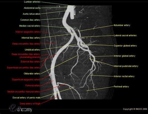 Angiography Angiogram Adapted From Angioct Showing All Pelvic Arteries Labeled Internal And