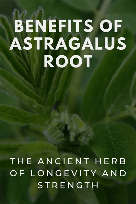 The Miraculous Benefits Of Astragalus The Ancient Herb That Repairs