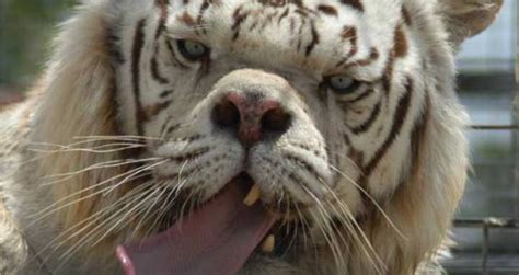 The Tragedy Of Kenny, The Supposed White Tiger With Down Syndrome