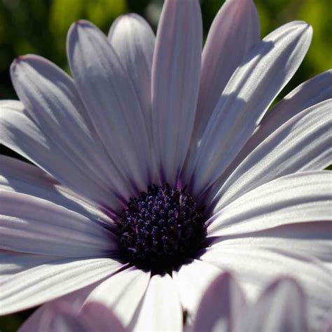 Blue Daisy Seed - Felicia Heterophylla Blue Flower Seeds