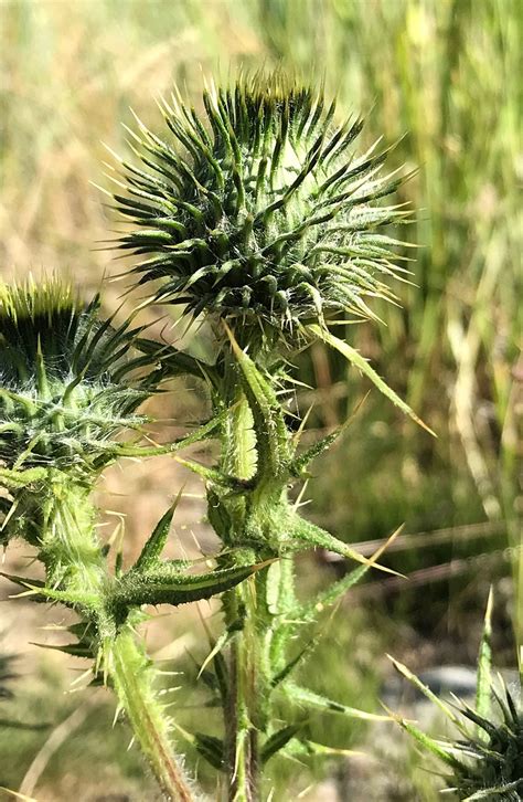 Cardo Planta Naturaleza Foto Gratis En Pixabay Pixabay