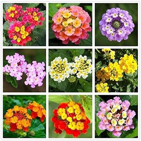 Chting Pcs Lantana Graines Belle Et Color H Ritage Fleurs Unique