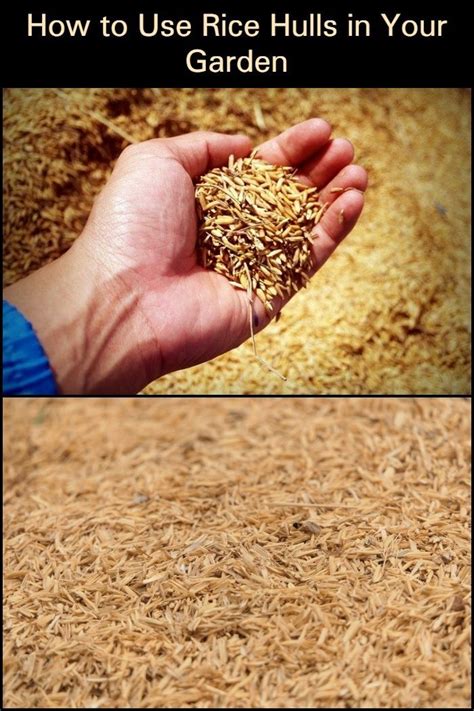 How To Use Rice Hulls In Gardening The Garden Rice Hulls Garden