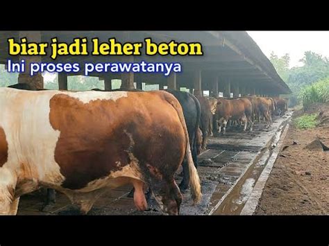 Ahlinya Menggemukan Sapi Sapi Jantan YouTube