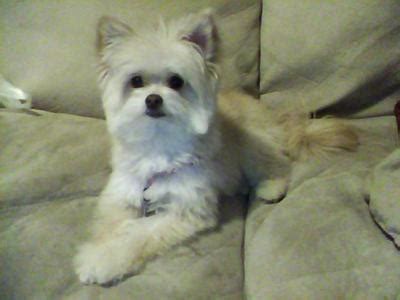 Malchi (Chihuahua-Maltese Mix) Info, Temperament, Puppies, Pictures Video