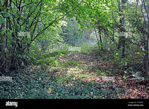 Waldschutz In Zeiten Des Klimawandels Nahezu Unkontrollierter Wildwuchs