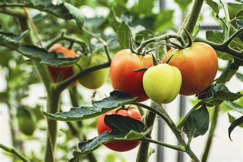 Los Tomates De Cosecha Propia Maduran En Vid Tomates Verdes Y Rojos En