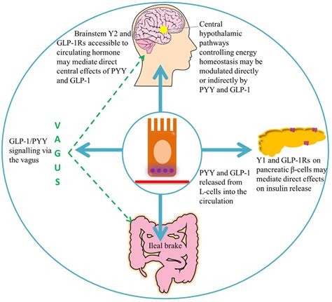 Glp Signaling Pathway