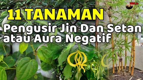 Merinding 11 Tanaman Hias Pengusir Jin Dan Setan Tanaman Hias