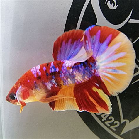 Betta Koi Nemo Galaxy Là Cá Gì Tổng Hợp Mẫu Được Ưa Chuộng Nhất