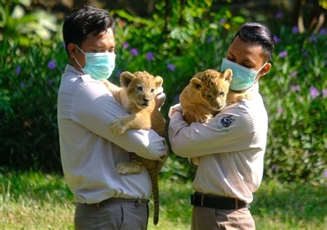 Bima Dan Dona Penghuni Baru Kebun Binatang Surabaya Dari Induk Singa