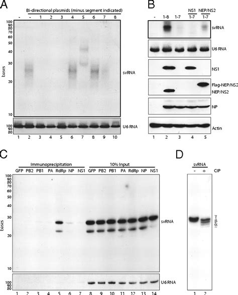 Influenza A Virus Generated Small Rnas Regulate The Switch From