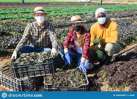 Group Of Farmers In Protective Face Masks Posing With Freshly Harvested