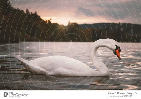 Schwan Im Sonnenuntergang Ein Lizenzfreies Stock Foto Von Photocase