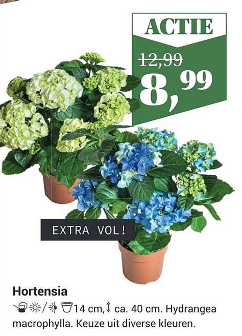 Hortensia Aanbieding Bij Tuincentrum Osdorp 1Folders Nl