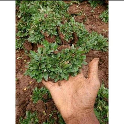 Jual Rumput Gajah Mini Sobekan Shopee Indonesia