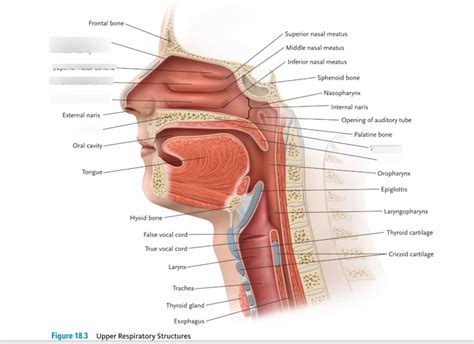 Upper Respiratory Structures Diagram Quizlet