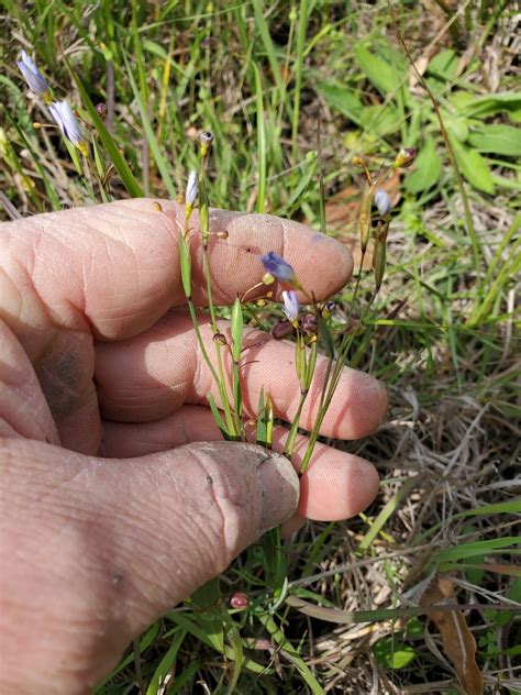 Blue Eyed Grasses From Colorado County Tx Usa On March At