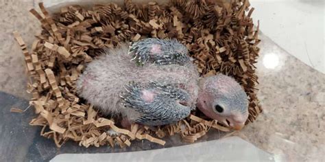 Pionus Parrots For Sale