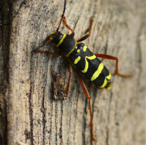 Samuel Birding: Wasp Beetle