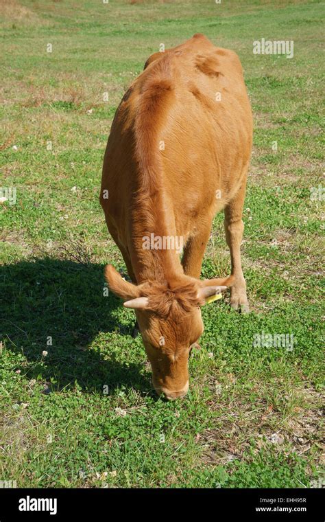 Korean Cow Hi Res Stock Photography And Images Alamy