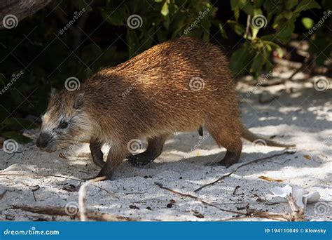 Desmarest`s Hutia Capromys Pilorides, Also Known As The Cuban Hutia On The Beach Under Mangrove ...