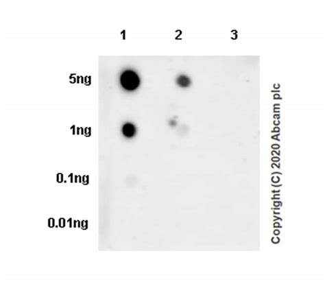 Anti Ccl Mip Beta Epr Bsa And Azide Free Ab