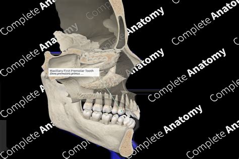 Maxillary First Premolar Tooth | Complete Anatomy