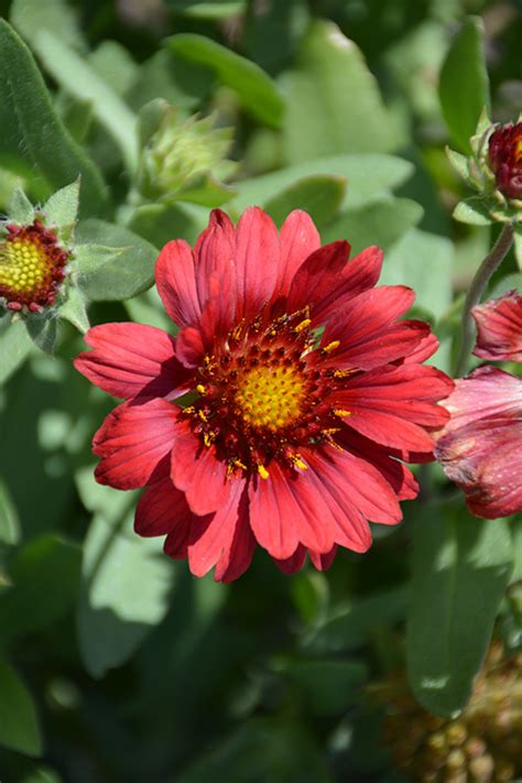 Mesa Red Blanket Flower Gaillardia X Grandiflora Mesa Red In