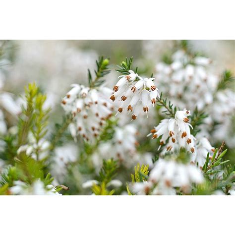 Erica Carnea Blanche Erika Heidekraut Auf Pflanzen Shop Ch