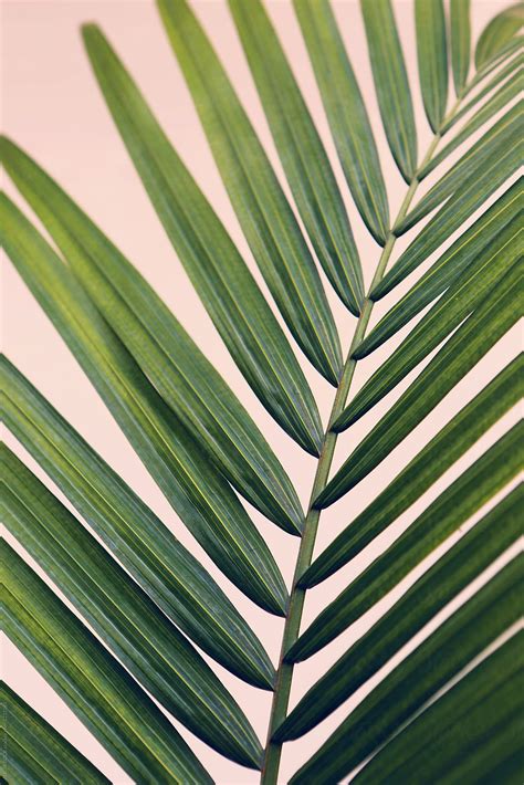 Close Up Of Vibrant Majesty Palm Tree Leaves Against A Pink Background