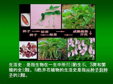 北师大版七年级上册第三单元 生物圈中的绿色植物第6章 绿色开花植物的生活史第1节 种子萌发形成幼苗评课ppt课件 教习网课件下载