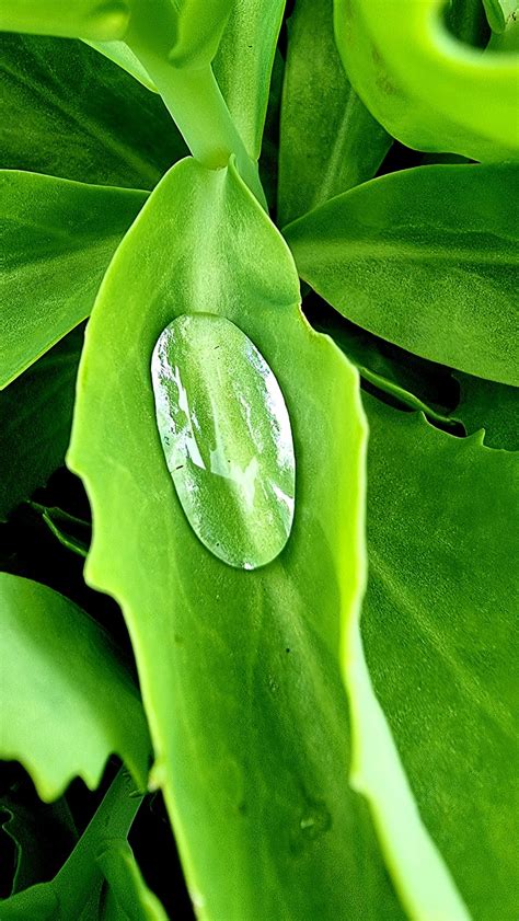 Hoja Verde Naturaleza Gota De Foto Gratis En Pixabay Pixabay