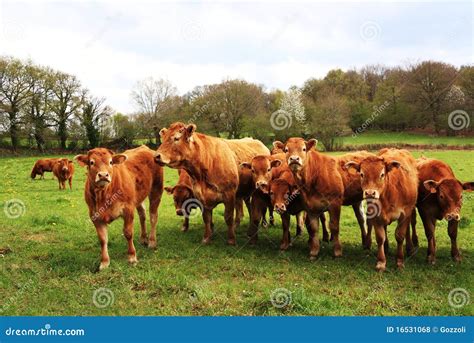 Limousin Calves In Spring Rain Stock Photo Image Of Group Brown